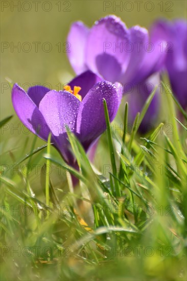 Purple crocuses on the edge of the Hunsrueck-Hochwald National Park, Rhineland-Palatinate, Germany, Europe