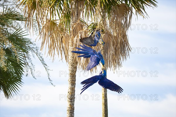 Hyacinth Macaw (Anodorhynchus hyacinthinus) Pantanal Brazil