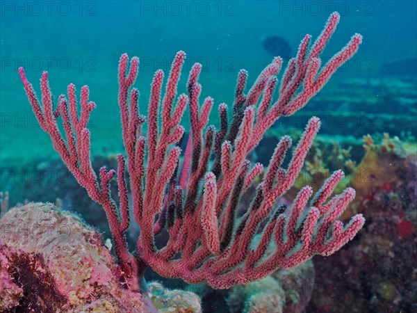 Black sea fan (Iciligorgia schrammi) with open polyps. Dive site John Pennekamp Coral Reef State Park, Key Largo, Florida Keys, Florida, USA, North America