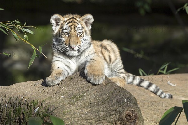 A tiger young sits attentively on a tree trunk and gazes into the distance, Siberian tiger, Amur tiger, (Phantera tigris altaica), cubs