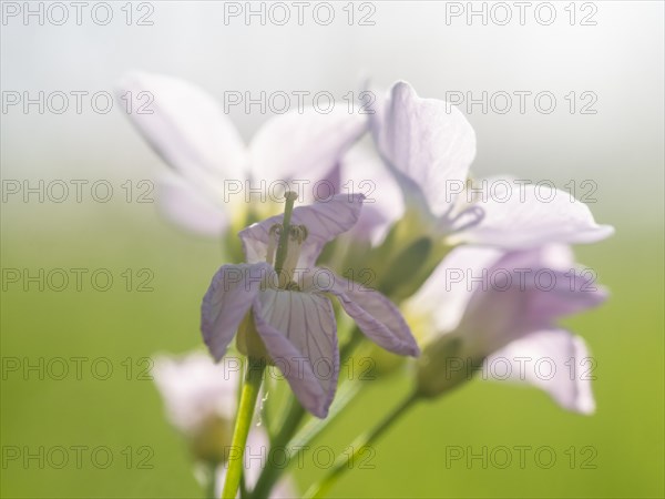 Cuckoo flower (Cardamine pratensis), Leoben, Styria, Austria, Europe