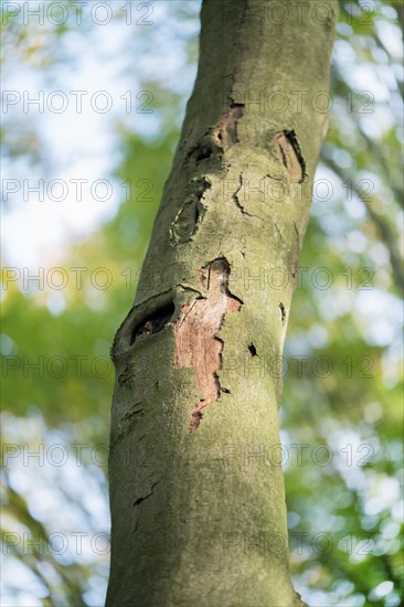 Deadwood structure Cave in deciduous forest, small cave with surrounding bark debris, important habitat for insects and birds, North Rhine-Westphalia, Germany, Europe