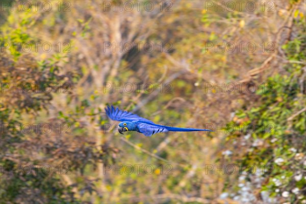 Hyacinth Macaw (Anodorhynchus hyacinthinus) Pantanal Brazil