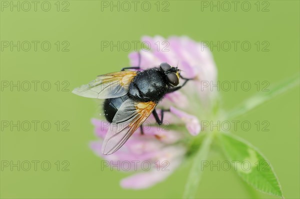 Cattle fly or noonday fly (Mesembrina meridiana) on red clover (Trifolium pratense), North Rhine-Westphalia, Germany, Europe