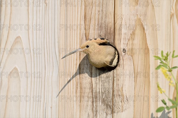 Hoopoe (Upupa epops) at a nesting box, Kaiserstuhl, Baden-Wuerttemberg, Germany, Europe