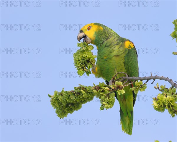 Yellow-headed Amazon (Amazona oratrix belizensis), feeding, Stuttgart, Baden-Wuerttemberg, Germany, Europe