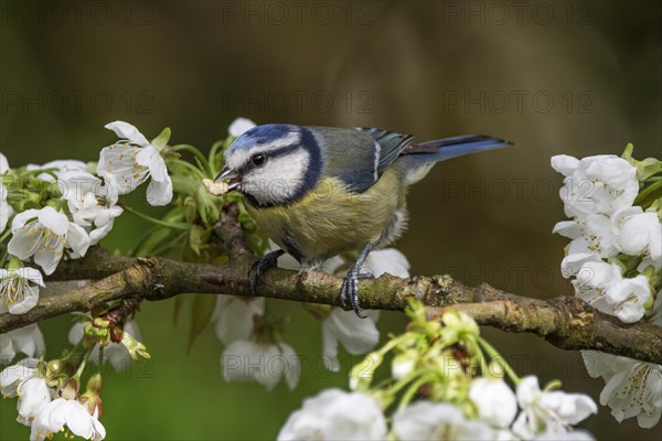 A blue tit (Parus caeruleus) pecking at flowers on a blossoming tree, Baden-Wuerttemberg, Germany, Europe
