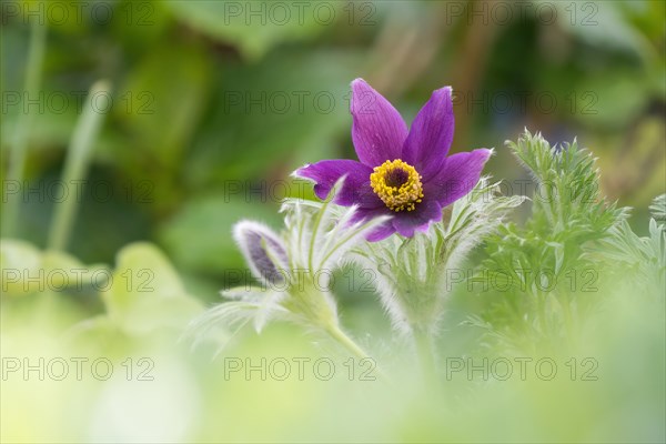 Common pasque flower (Pulsatilla vulgaris), Hesse, Germany, Europe