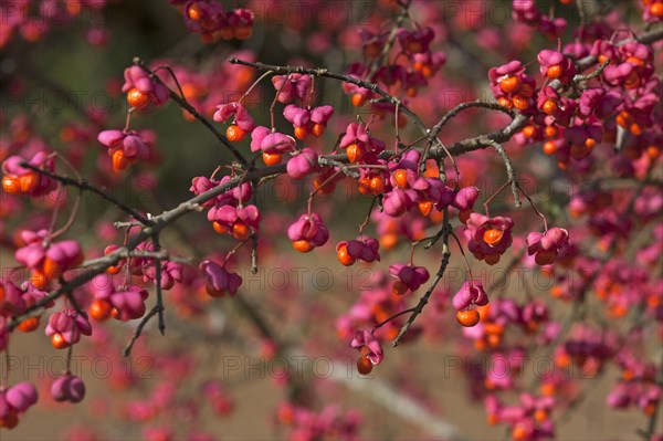 Blossoms of the european spindle (Euonymus europaeus), also known as the common monkshood, Middle Franconia, Bavaria, Germany, Europe