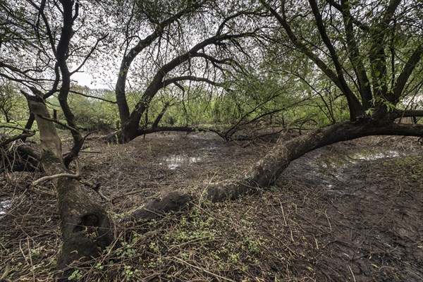 Old willows (Salix alba) in the quarry forest, Emsland, Lower Saxony, Germany, Europe