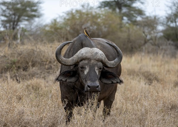 African buffalo (Syncerus caffer caffer) with yellowbill oxpecker (Buphagus africanus), in dry grass, Kruger National Park, South Africa, Africa