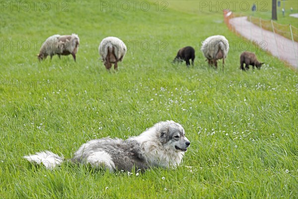 Sheepdog guarding sheep, lambs, shepherd dog, Elbe dyke near Bleckede, Lower Saxony, Germany, Europe