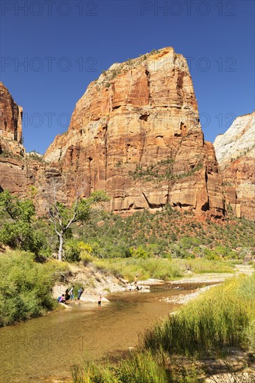 Virgin River and Angel's Landing, Zion National Park, Colorado Plateau, Utah, USA, Zion National Park, Utah, USA, North America