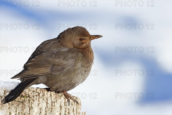 Blackbird (Turdus merula) female, sitting fluffed up up on a tree stump in winter, Wilnsdorf, North Rhine-Westphalia, Germany, Europe