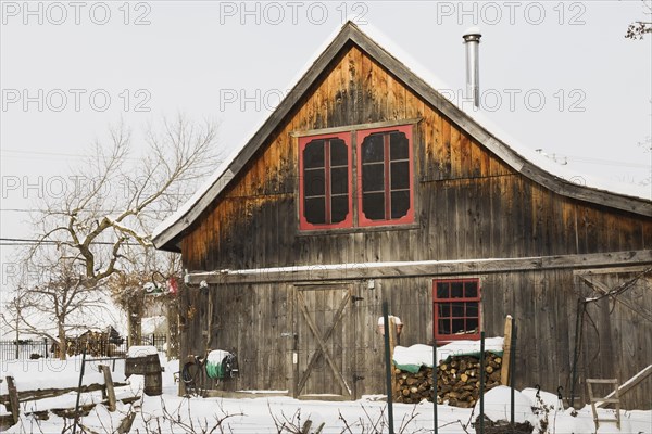 Vitis labrusca, Grapevine plantation and old wooden rustic barn with red trimmed windows in backyard garden in winter, Quebec, Canada. This image is property released. PR0190