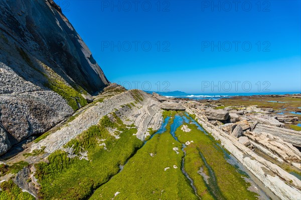Marine vegetation in Algorri cove on the coast in the flysch of Zumaia without people, Gipuzkoa. Basque Country