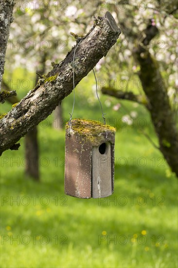 Nesting box for songbirds, meadow orchard, flowering apple trees, Baden, Wuerttemberg, Germany, Europe