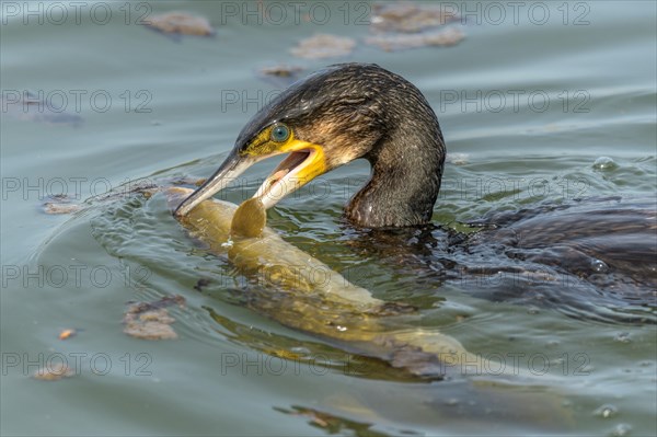 A large eel tries to escape from a large great cormorant (Phalacrocorax carbo)