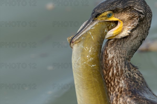 A large eel tries to escape from a large great cormorant (Phalacrocorax carbo)