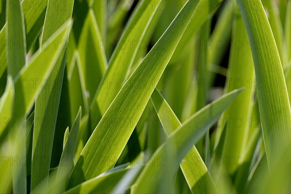 Irises (Iris), leaves against the light, North Rhine-Westphalia, Germany, Europe