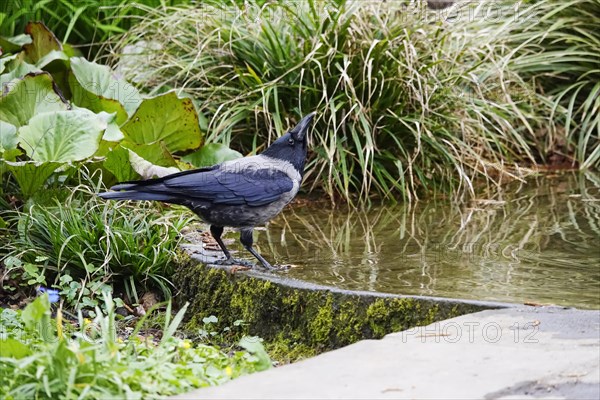 Corvid at a water basin, spring, Germany, Europe