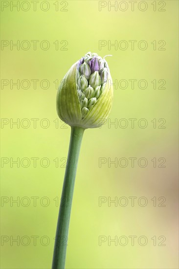 Ornamental leek (Alium), spring, Germany, Europe