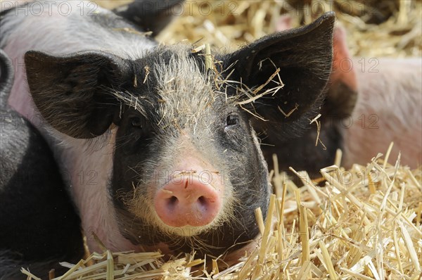 Hallisches Schwein, Schwaebisch-Haellisches Landschwein (Sus scrofa domestica), young animal, Tierpark, Baden-Wuerttemberg, Germany, Europe, A piglet covered with straw looks directly into the camera, Europe