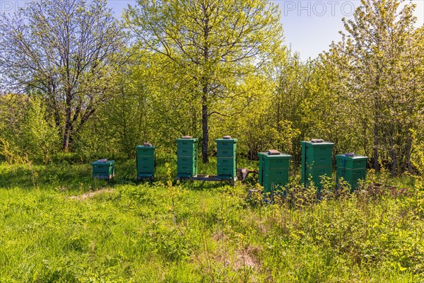 Beehives in a forest glade with lush green trees a sunny summer day