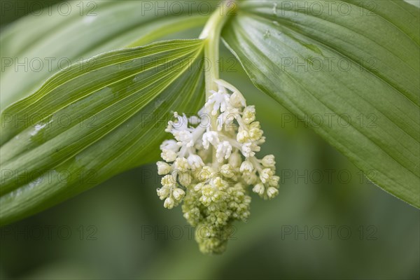 False Solomon's seal (Smilacina racemosa), Emsland, Lower Saxony, Germany, Europe