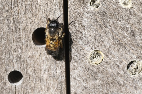 Rusty red mason bee (Osmia bicornis), Emsland, Lower Saxony, Germany, Europe