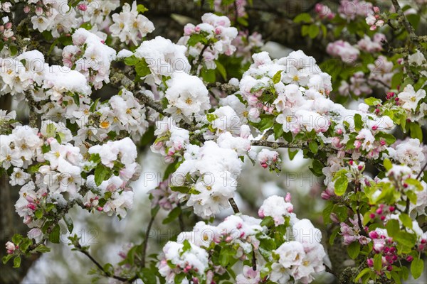 Apple blossom with snow, apple tree (Malus), pome fruit tree (Pyrinae), meadow orchard, spring, Goeggingen, Krauchenwies, Upper Danube nature park Park, Baden-Wuerttemberg, Germany, Europe