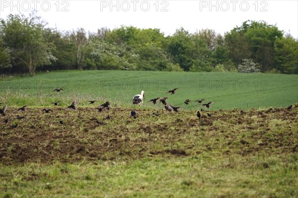 White stork in a field, spring, Germany, Europe