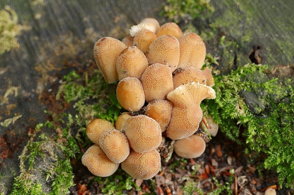 Mica tintling (Coprinellus micaceus, Coprinus micaceus), North Rhine-Westphalia, Germany, Europe