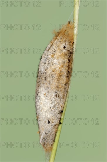 Drinker moth (Euthrix potatoria), cocoon, North Rhine-Westphalia, Germany, Europe