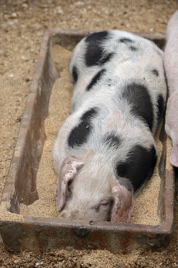 Bentheimer pig (Sus scrofa domesticus), piglet in the feeding trough, North Rhine-Westphalia, Germany, Europe