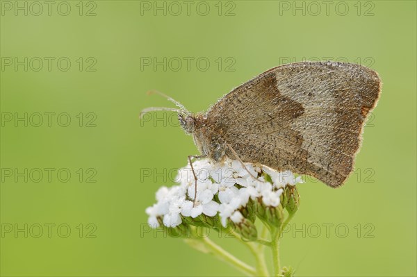 Meadow brown (Maniola jurtina) with dewdrops, North Rhine-Westphalia, Germany, Europe