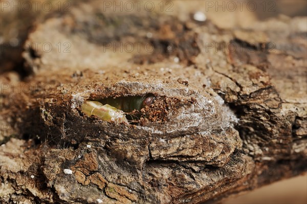 Sallow kitten moth (Furcula furcula), caterpillar building cocoon, North Rhine-Westphalia, Germany, Europe