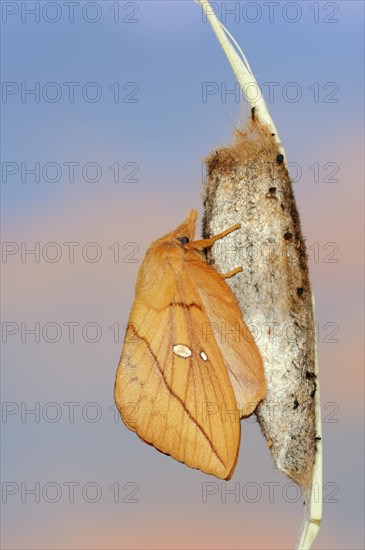 Drinker moth (Euthrix potatoria), freshly hatched butterfly on the cocoon, North Rhine-Westphalia, Germany, Europe
