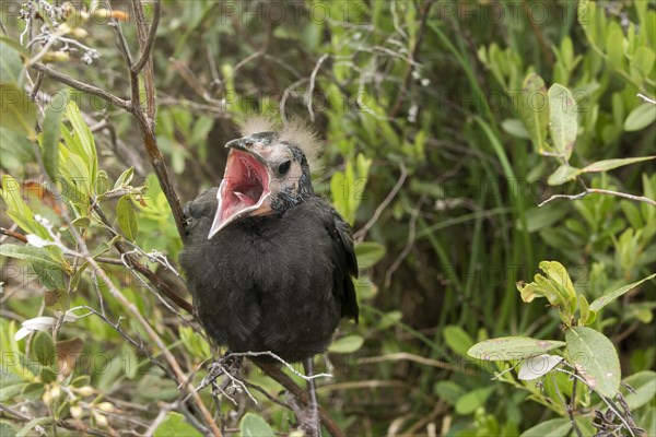 Common grackle (Quiscalus quiscula), baby waiting for food, La Mauricie national park, province of Quebec, CanadaCanada, AI generated