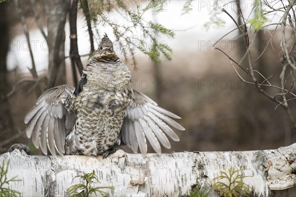 Ruffed grouse (Bonasa umbellus), male drumming to chase other male and to attract females, La Mauricie national park, Province of Quebec, Canada, AI generated, North America