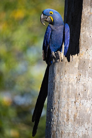 Hyacinth Macaw (Anodorhynchus hyacinthinus) Pantanal Brazil