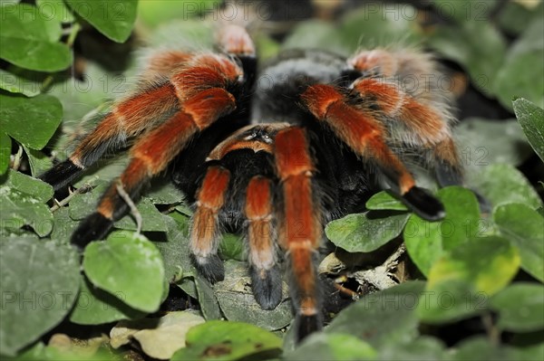 Mexican red-legged tarantula or orange-legged tarantula (Brachypelma boehmei), captive, occurrence in Mexico