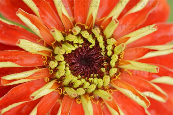 Zinnia (Zinnia elegans, Zinnia violacea), detail of flower, ornamental plant, North Rhine-Westphalia, Germany, Europe