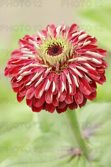 Zinnia (Zinnia elegans, Zinnia violacea), flower, ornamental plant, North Rhine-Westphalia, Germany, Europe