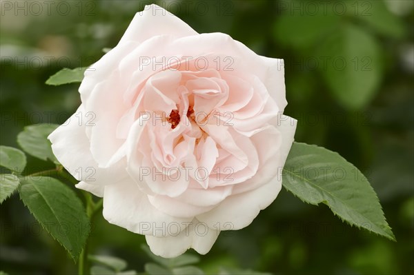 Garden rose or rose 'Graciosa' (Rosa hybrida), flower, ornamental plant, North Rhine-Westphalia, Germany, Europe
