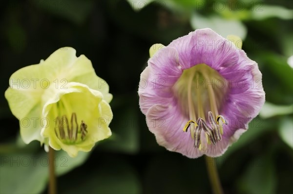 Bell vine or cup-and-saucer vine (Cobaea scandens), flowers, native to Mexico, ornamental plant, North Rhine-Westphalia, Germany, Europe