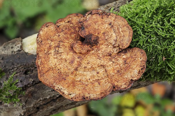 Reddening Tramete or Reddening Leaf Whorl (Daedaleopsis confragosa), North Rhine-Westphalia, Germany, Europe