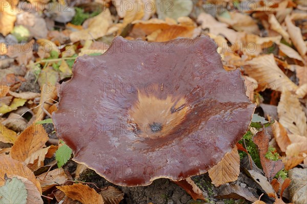 Chestnut-brown stem porling or black-red porling (Picipes badius, Polyporus badius), autumn, North Rhine-Westphalia, Germany, Europe