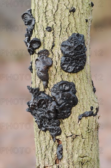 Warty glandular or warty black glandular (Exidia nigricans, Exidia plana), North Rhine-Westphalia, Germany, Europe