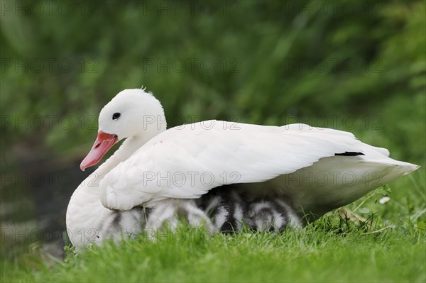 Coscoroba swan (Coscoroba coscoroba) with chicks, captive, occurring in South America